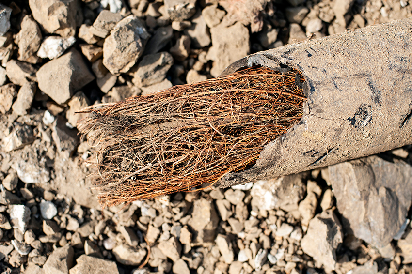 roots inside sewer pipe